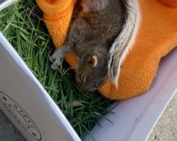 Rescuing Oats the baby squirrel. Oats the baby squirrel