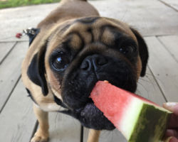 I wuv watermelon :) I wuv watermelon :)